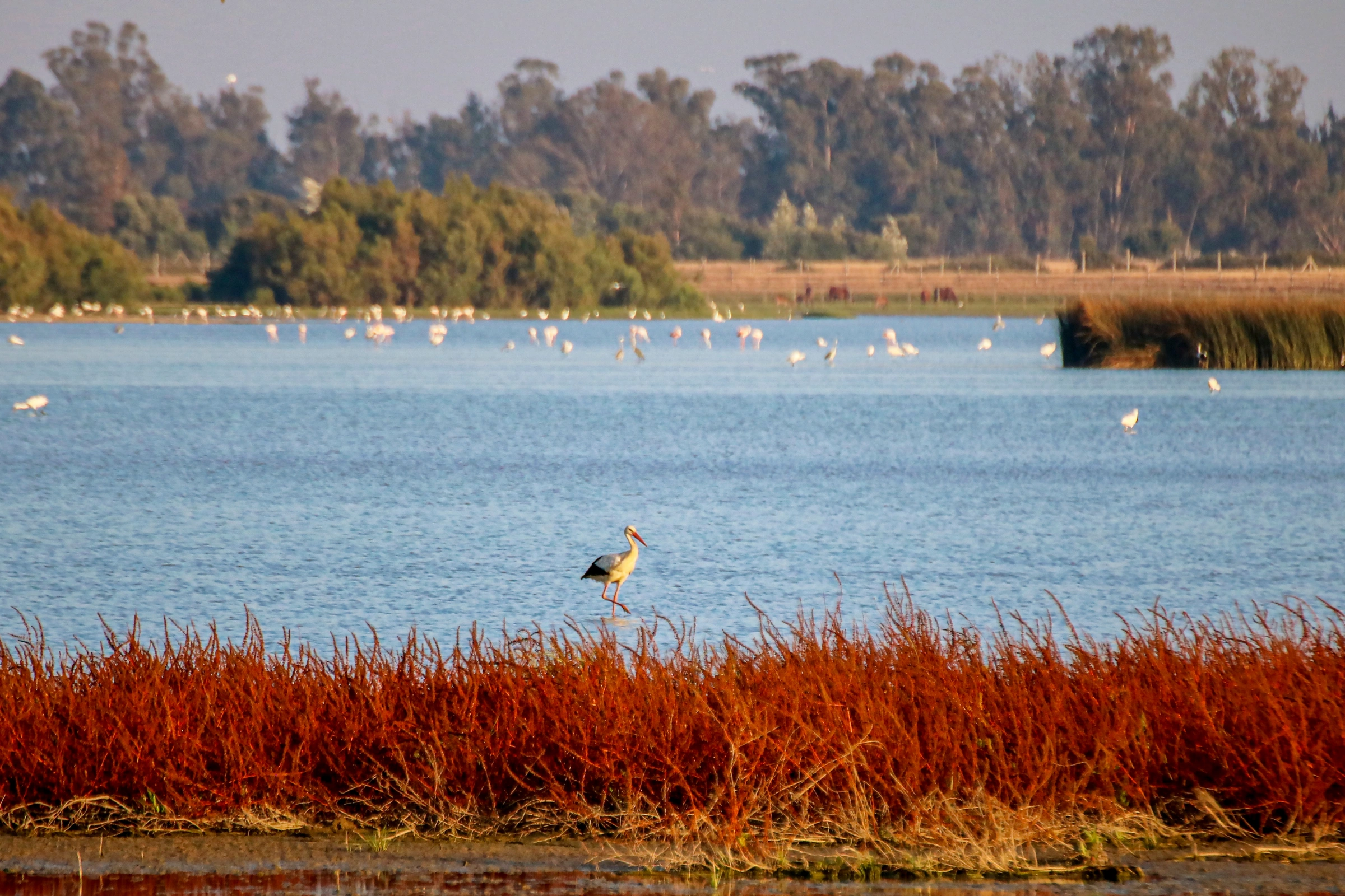 Doñana_National_Park[1].webp